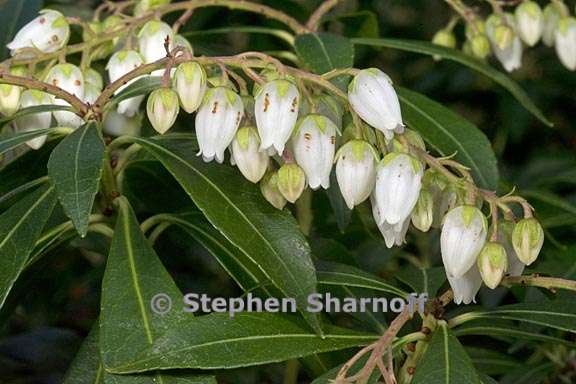 pieris japonica 1 graphic